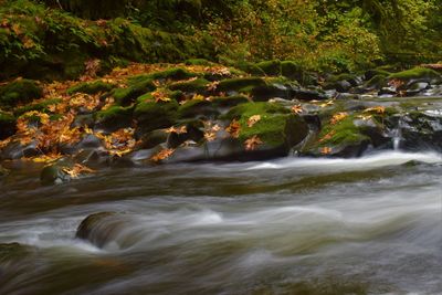 Scenic view of river in forest