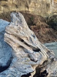 Close-up of driftwood on rock