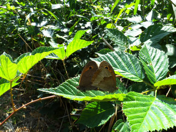 Close-up of butterfly on leaf