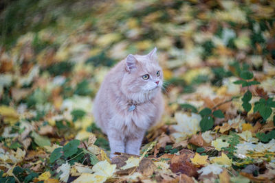 Portrait of a cat on ground during autumn