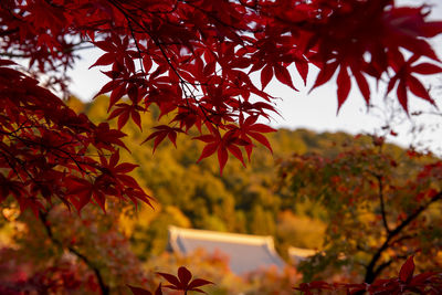 Low angle view of tree