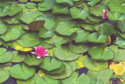 Leaves floating on water
