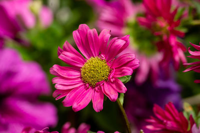 Close-up of pink flowering plant