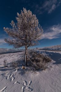 Bare tree on snow covered land against sky