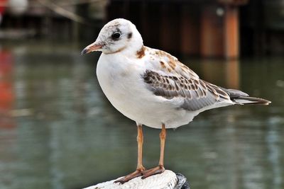 Close-up of seagull perching on wooden post