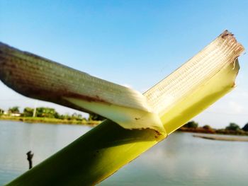 Close-up of plant against lake