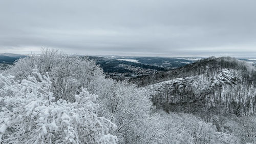 Snow covered plants against sky