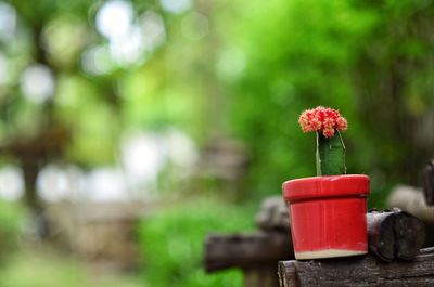 Close-up of red flower against trees