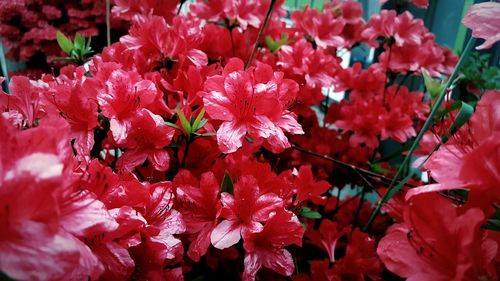 Close-up of red flowers blooming outdoors