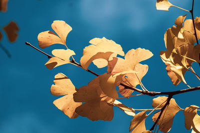 Low angle view of leaves against sky