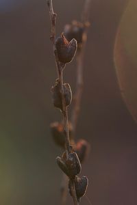 Close-up of plant