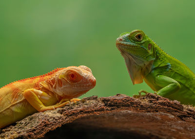 animal themes