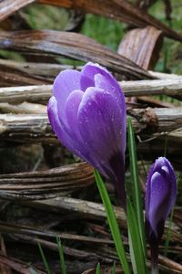 Close-up of purple crocus blooming outdoors