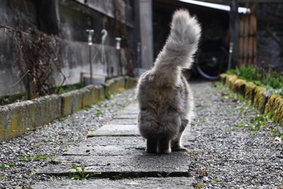 Rear view of cat standing on footpath