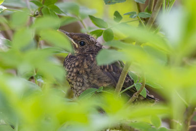 Close-up of a bird looking away