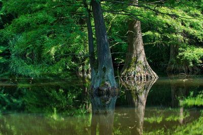 View of trees by lake in forest