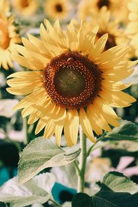 Close-up of sunflower