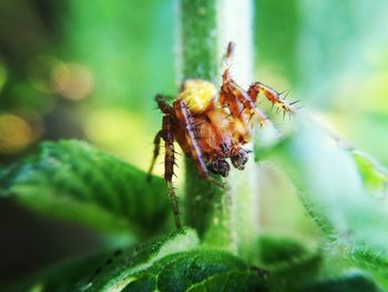 Close-up of insect on plant