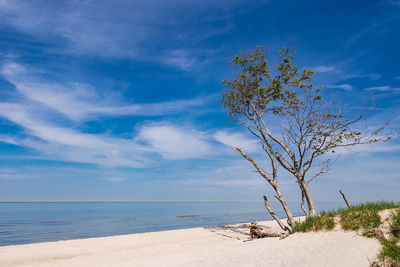 Tree on beach against blue sky