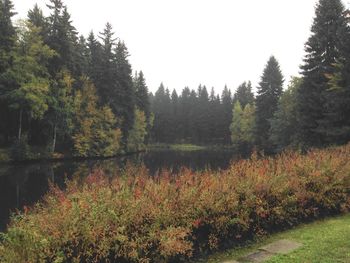 Trees growing on landscape