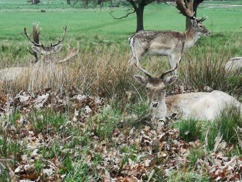 Deer in a field