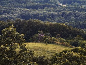 Scenic view of forest