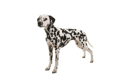 View of a dog on white background