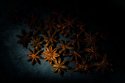 High angle view of plant on table