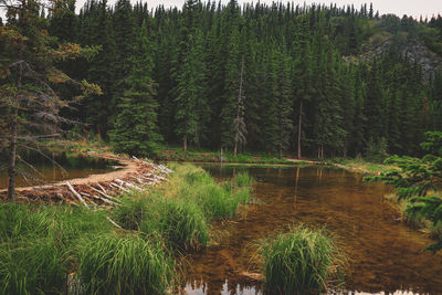 Scenic view of lake amidst trees in forest