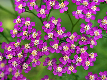 Close-up of pink flowering plants