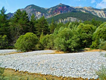 View of pine trees against mountain range