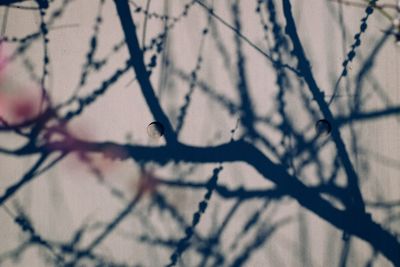Close-up of tree branch during winter