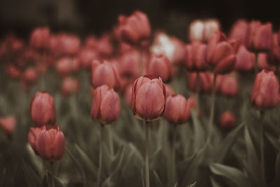 Close-up of pink tulips on field