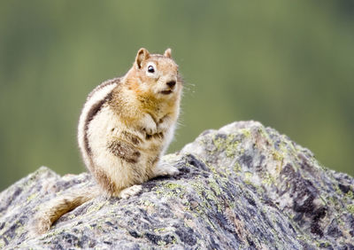 Close-up of squirrel on rock