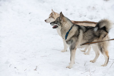 View of a dog on snow covered field