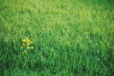 Full frame shot of yellow flowering plants on field