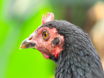 Close-up of a bird looking away