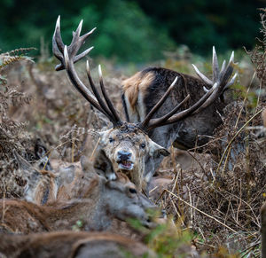 Close-up of deer on field