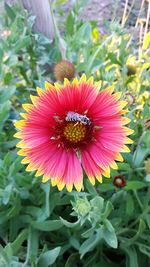 Close-up of bee on flower