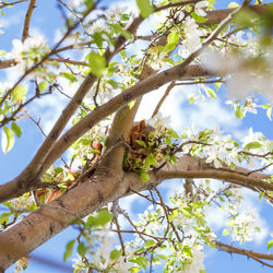 Low angle view of bird perching on tree against sky