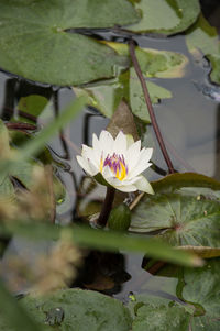 Close-up of lotus water lily