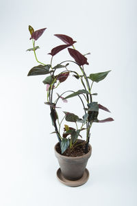 Close-up of potted plant against white background