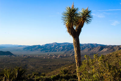 Scenic view of tree mountains against clear blue sky