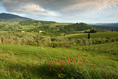 Scenic view of grassy field against sky