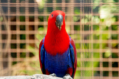 Close-up of parrot in cage