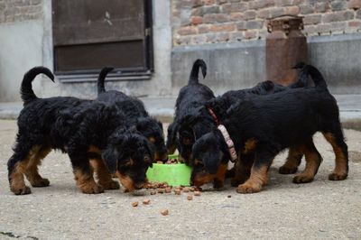 Airedale terrier puppies eating from bowl in back yard