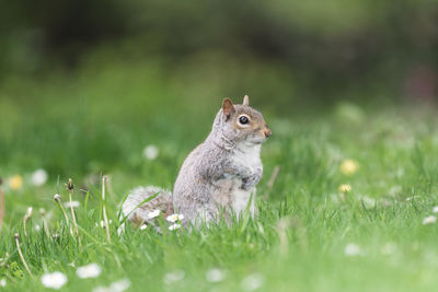 Close-up of squirrel on land