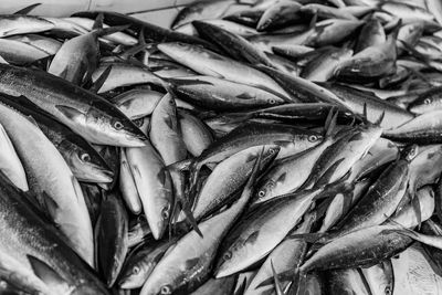 Fish for sale in market