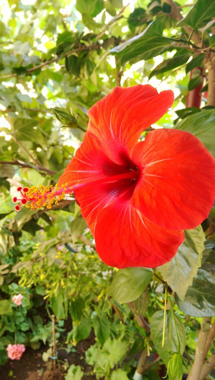 flower, freshness, petal, flower head, red, growth, fragility, beauty in nature, leaf, hibiscus, plant, blooming, single flower, close-up, nature, focus on foreground, pollen, in bloom, stamen, green color