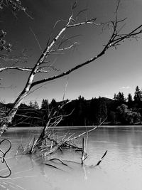 Bare tree by lake against sky